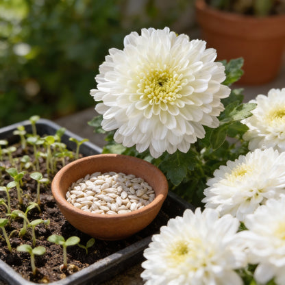 Premium White Chrysanthemum Flower Seeds for Planting