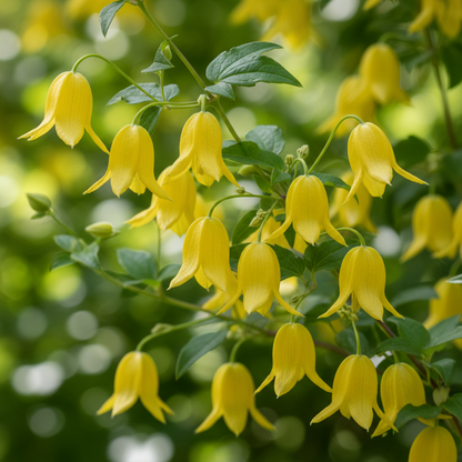 Clematis Serratifolia Seeds for Garden Planting
