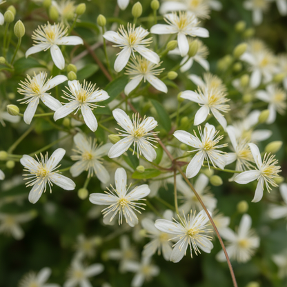 Clematis Vitalba Seeds for Garden Planting