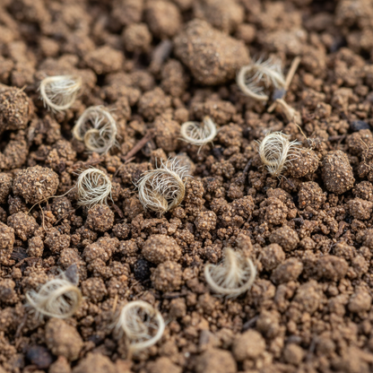 Clematis Vitalba Seeds for Garden Planting