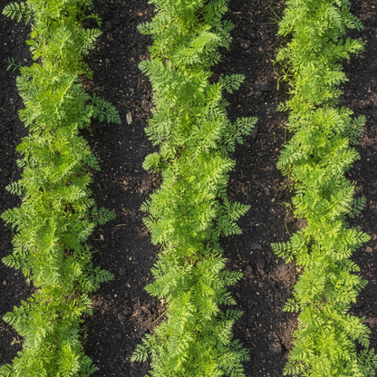 Lunar White Carrot Seeds – Heirloom Sweet & Crisp
