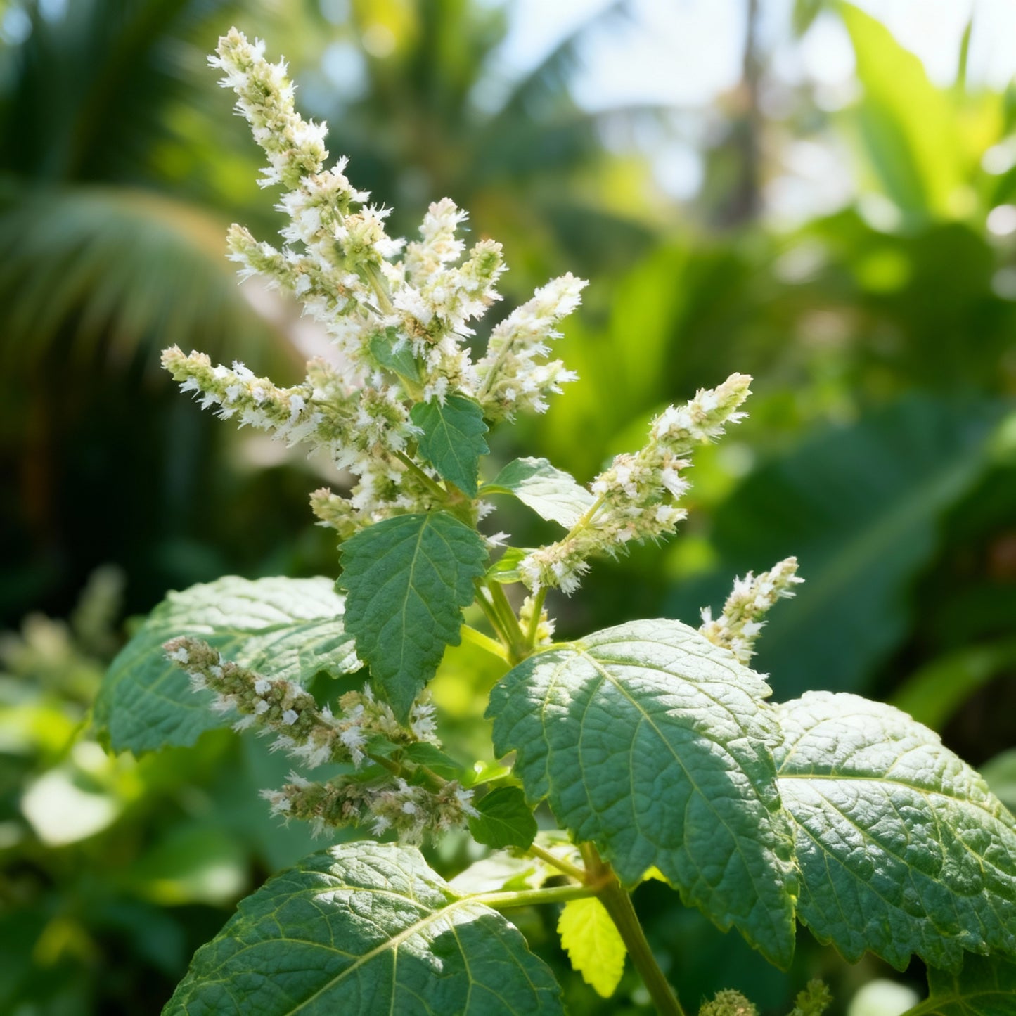 Patchouli Seeds for Planting - Pogostemon cablin