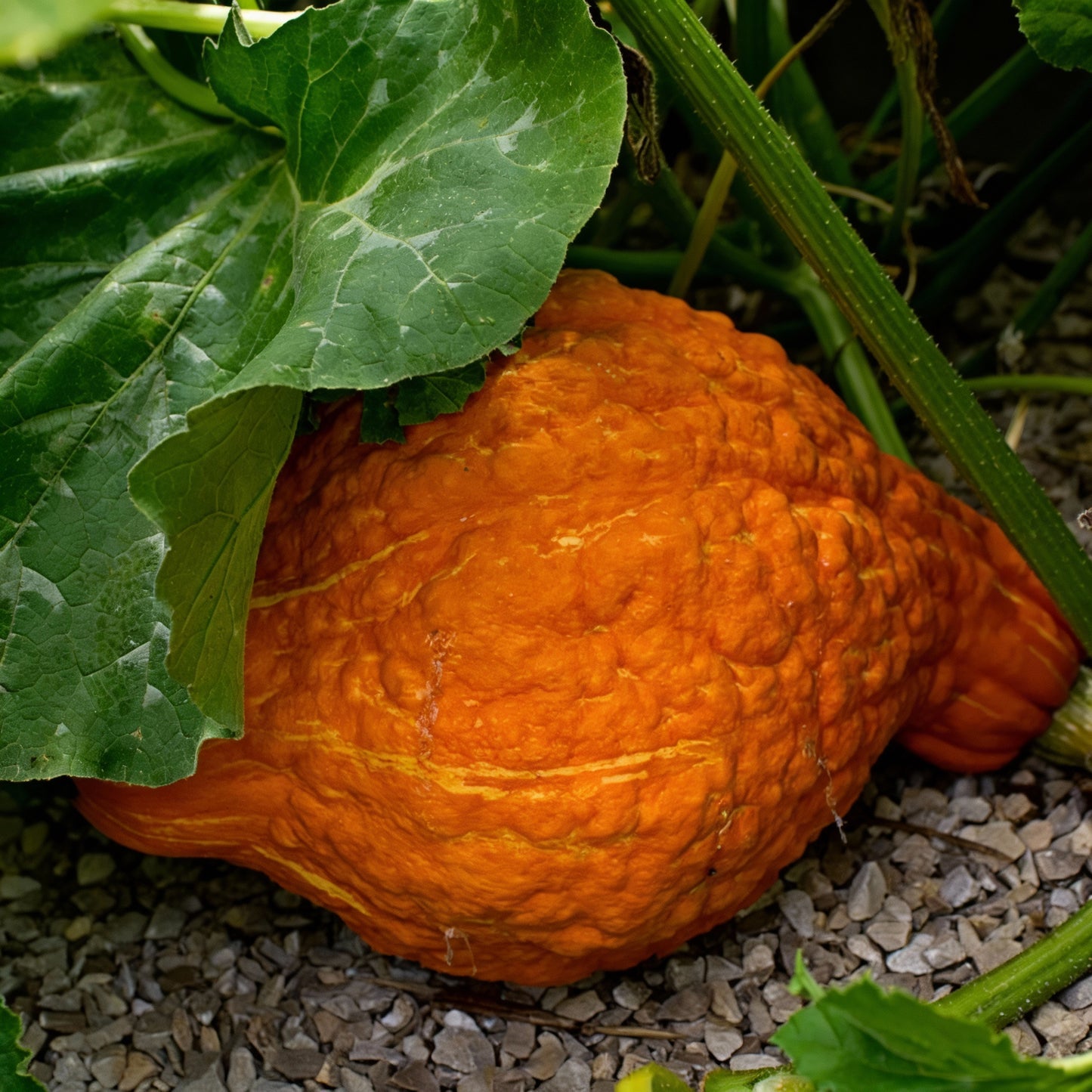 Winter Squash Golden Hubbard Seeds for Gardening – Premium Heirloom Vegetable Seeds