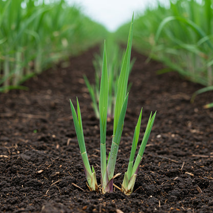 Sugar Cane Plant Seeds for Garden and Landscaping