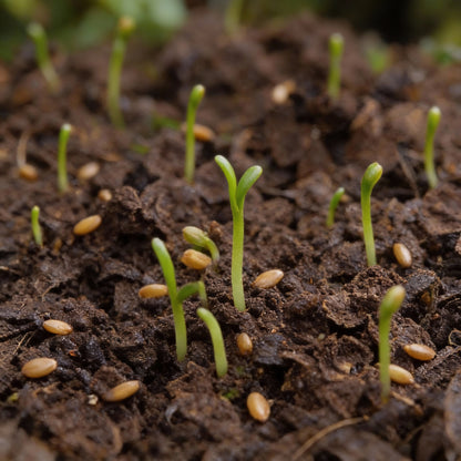 English Wallflower Flower Seeds for Garden Planting