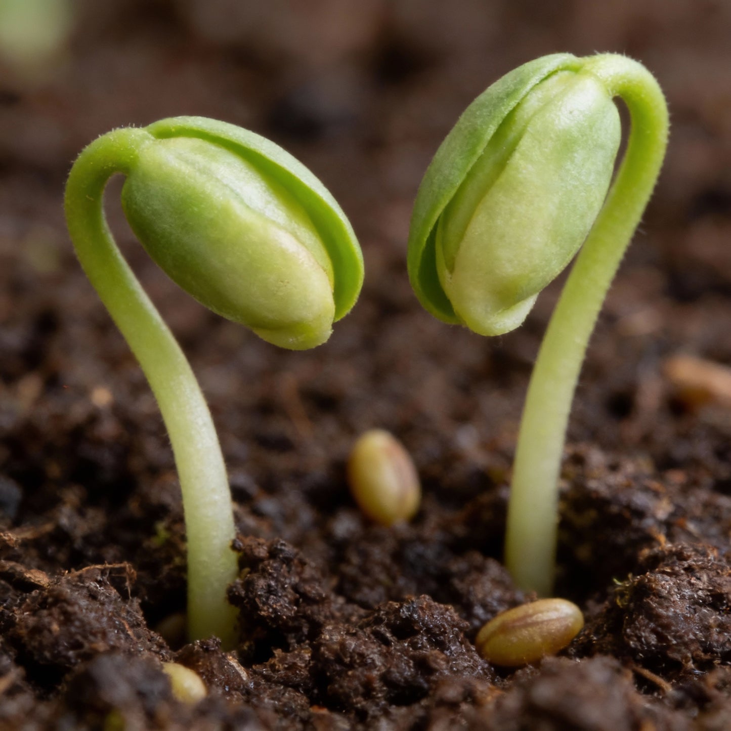 Climbing Dutchman’s Pipe Flower Seeds for Garden Planting
