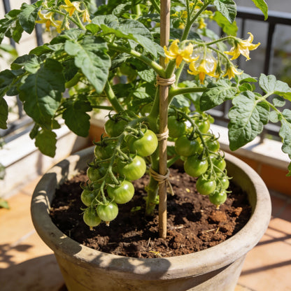 Principe Borghese Tomato Seeds for Planting