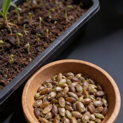 Bag Bell Orchid Flower Seeds for Planting