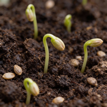Chocolate Brown Cosmos Flower Seeds for Garden Planting