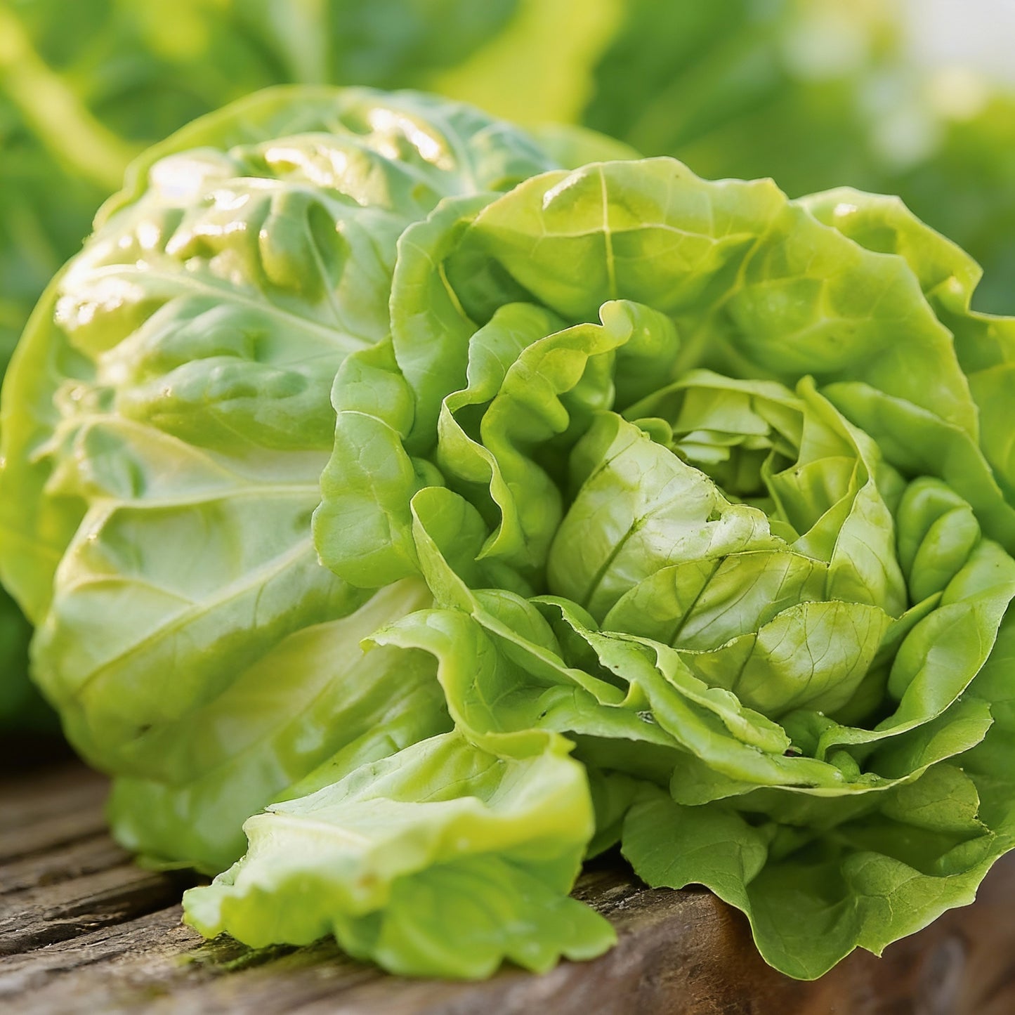 Butterhead Lettuce Seeds – Boston / Bibb Fresh Crisp Variety