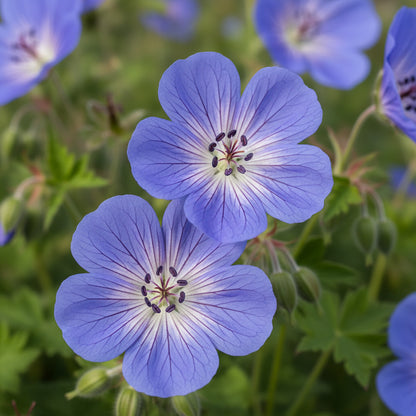 Geranium Rozanne Flower Seeds – Perennial Long-Blooming Ground Cover
