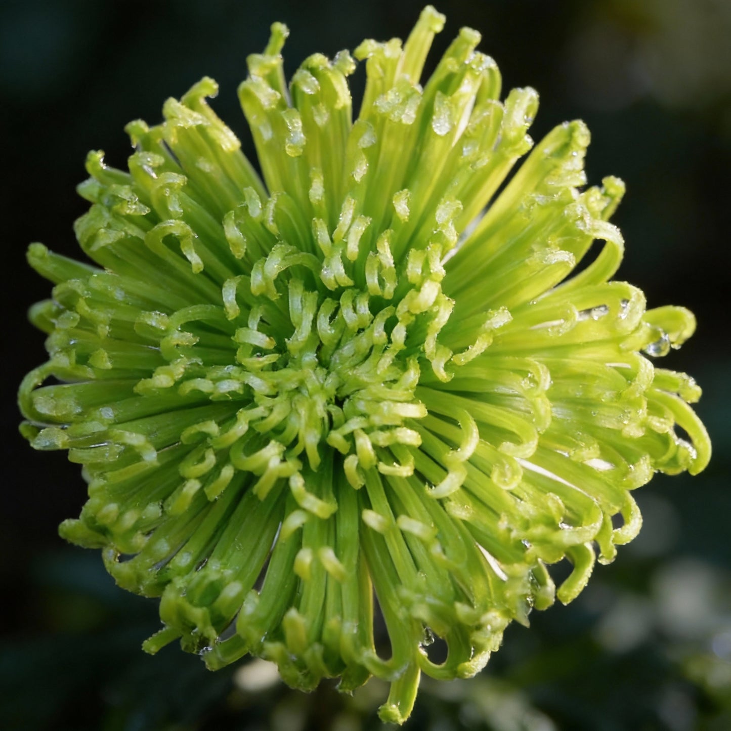 Green Spider Chrysanthemum Flower Seeds for Planting – Ornamental Cut Flower Variety