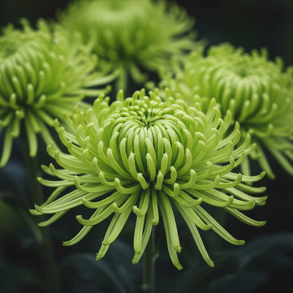Green Spider Chrysanthemum Flower Seeds for Planting – Ornamental Cut Flower Variety