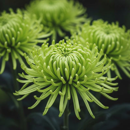 Green Spider Chrysanthemum Flower Seeds for Planting – Ornamental Cut Flower Variety