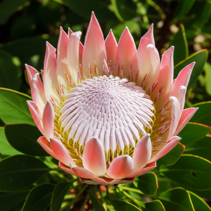 Protea Cynaroides Seeds – Majestic King Protea Exotic Flower Seeds