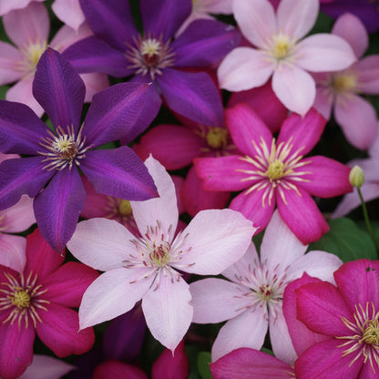 Clematis Flower Seeds for Planting – Mixed Color Climbing Blooms for All Seasons