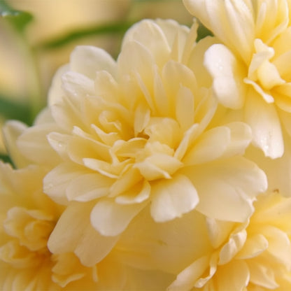 Rosa Banksiae Flower Seeds for Planting – Lady Banks Yellow Climbing Rose Seeds