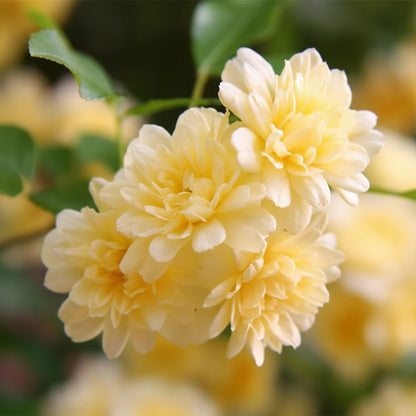 Rosa Banksiae Flower Seeds for Planting – Lady Banks Yellow Climbing Rose Seeds