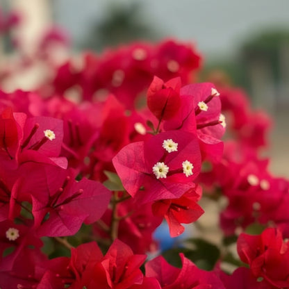 Red Bougainvillea Flower Seeds for Planting – Vibrant Climbing Ornamental Blooms