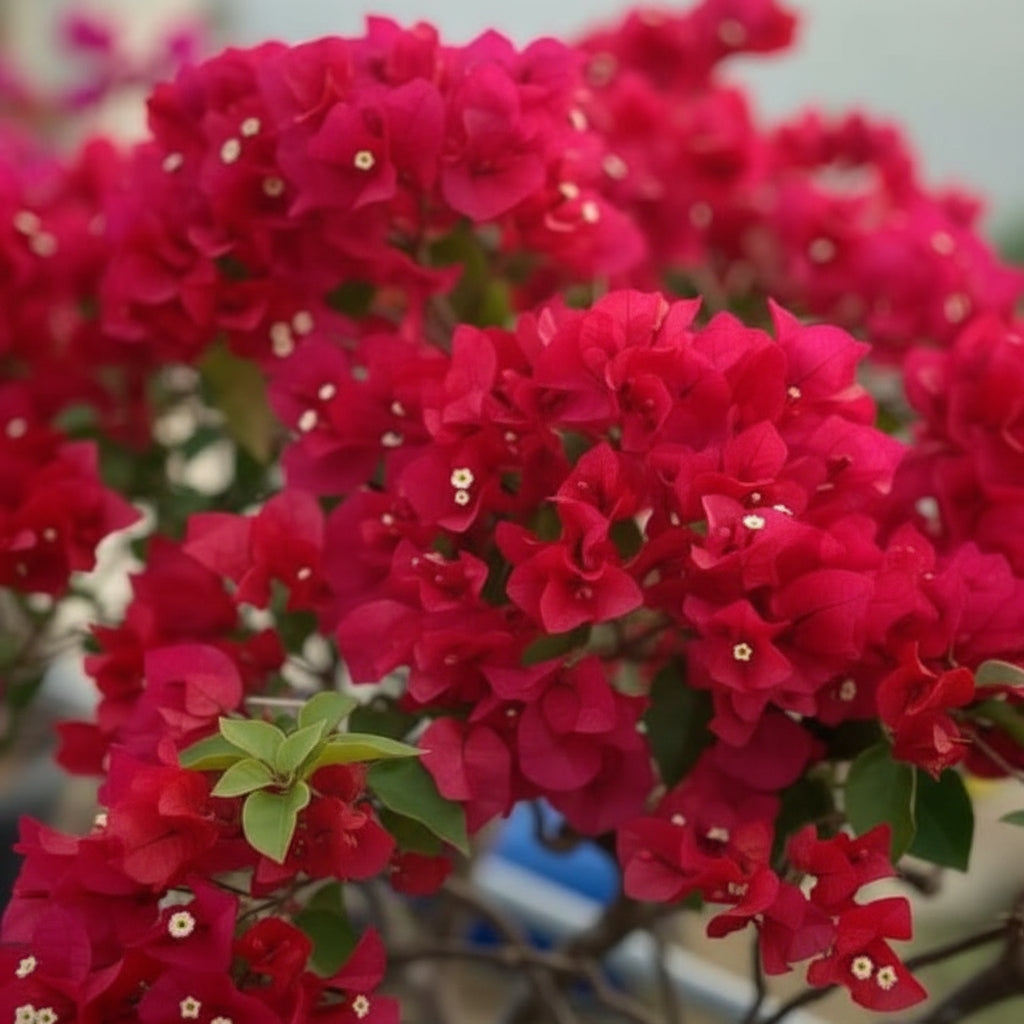 red-bougainvillea-flower-seeds-for-planting-vibrant-climbing-ornamental-blooms