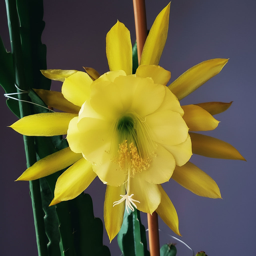 Epiphyllum Orchid Cactus Yellow – Fresh Stem Cuttings (5 Pieces)