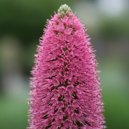 Echium Pink Poker Flower Seeds for Planting – Exotic Spiked Blooms for Ornamental Gardens