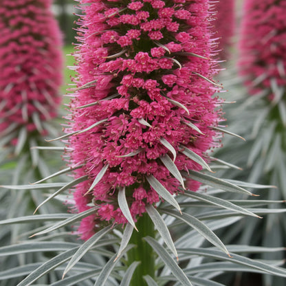 Echium Pink Poker Flower Seeds for Planting – Exotic Spiked Blooms for Ornamental Gardens
