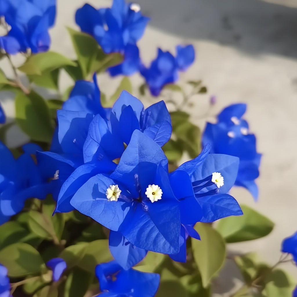 Bougainvillea spectabilis Flower Seeds for Planting – Vibrant Climbing Ornamental Blooms (100 Pcs)