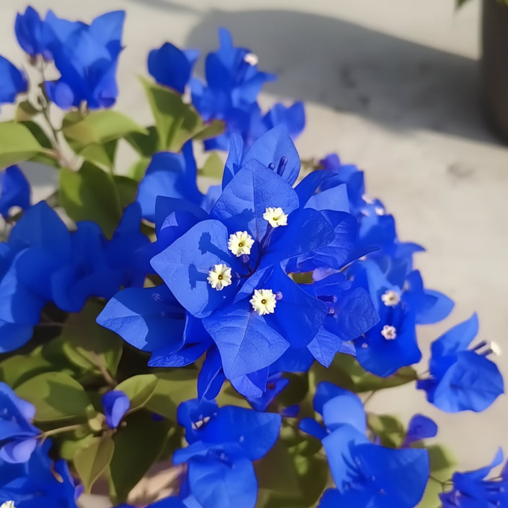 Bougainvillea spectabilis Flower Seeds for Planting – Vibrant Climbing Ornamental Blooms (100 Pcs)