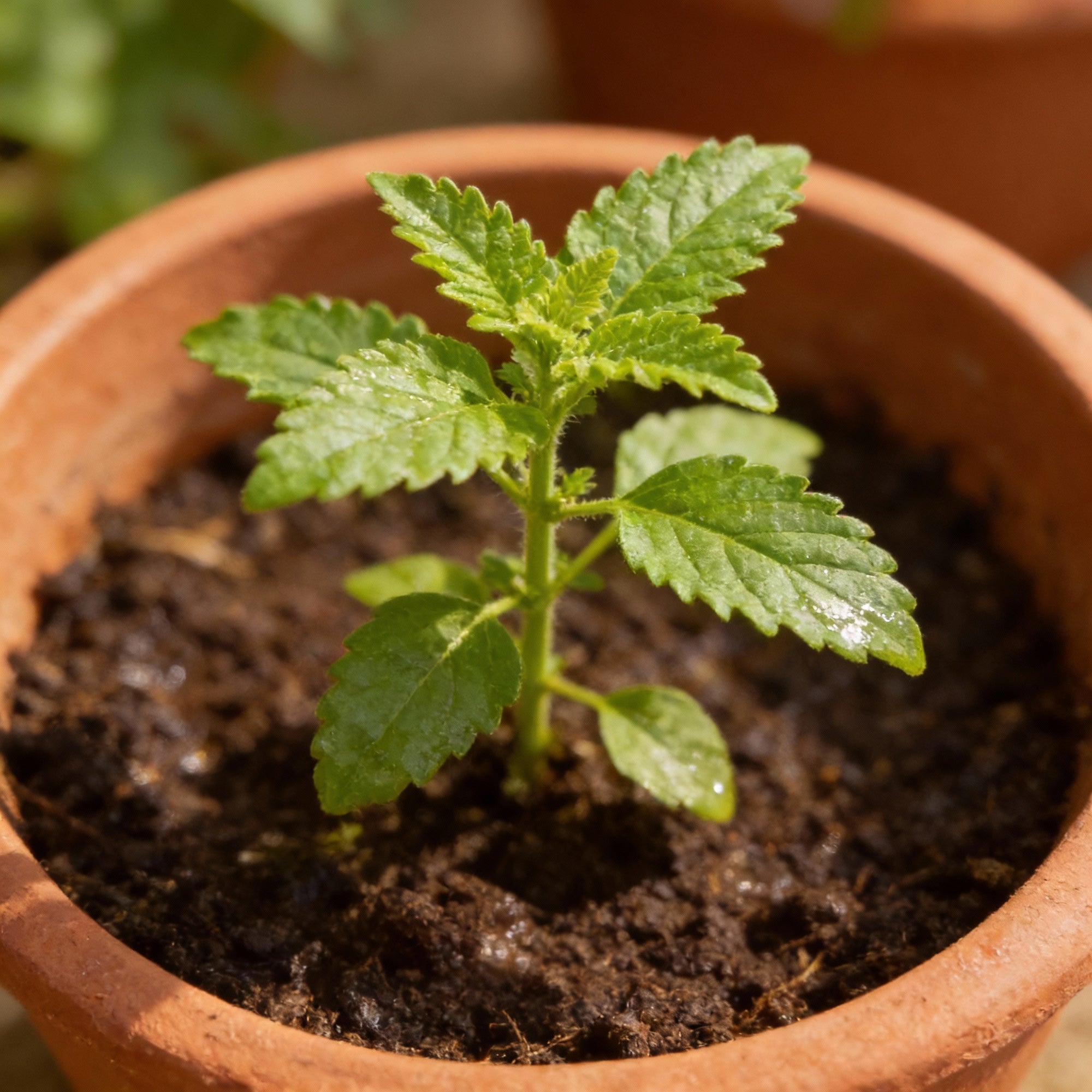 giant-curry-leaf-seeds-premium-organic-murraya-koenigii-for-home-garden