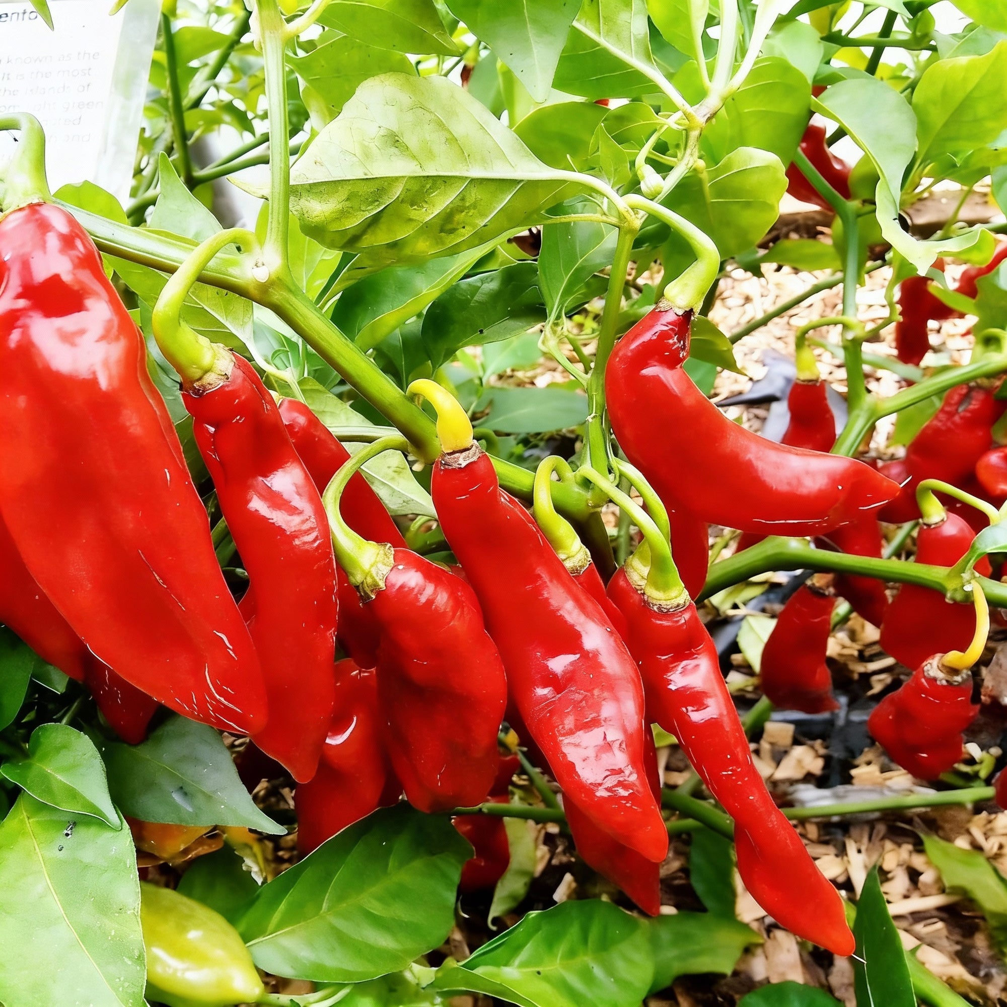 trinidad-pimento-pepper-seeds-elevate-your-gardening-with-flavorful-exotic-harvests