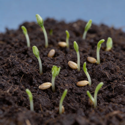 Lisianthus Rosita 2 White Seeds for Garden Planting