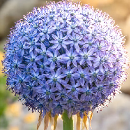 Giant Blue Allium Giganteum Seeds for Planting – Perennial Ornamental Flower