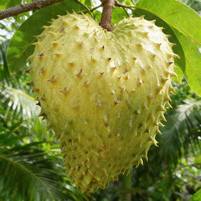 soursop-seeds-for-planting-annona-muricata