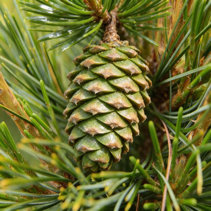 Korean Pine Seeds for Planting – Pinus koraiensis Hardy Evergreen Tree Seeds