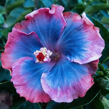 Blue Pink & Purple Hibiscus Seeds for Planting – Colorful Perennial Flowering Plant