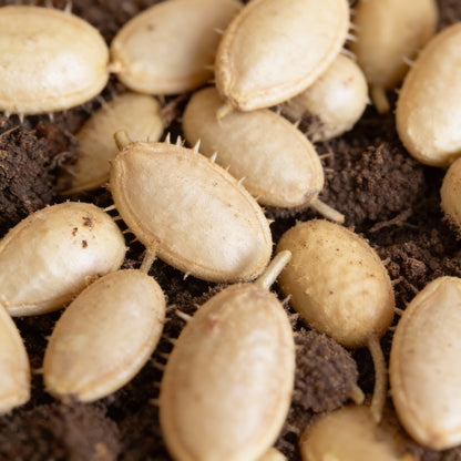 Cucumber West Indian Gherkin Seeds for Planting