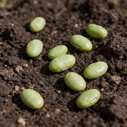 Climbing French Beans Seeds for Planting – Heirloom Variety