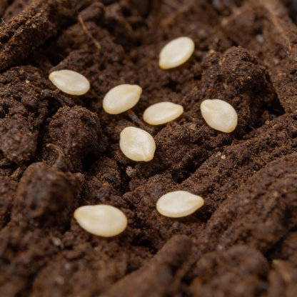 Cubanelle Sweet Pepper Seeds for Planting