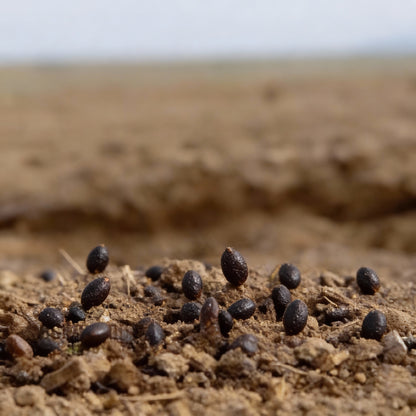 Asparagus Connover’s Colossal Seeds for Planting