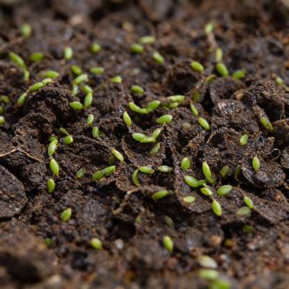 Lambs Lettuce Verte De Cambrai Seeds for Planting – Salad Green Seeds