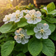 skeleton-flower-seeds-diphylleia-grayi-transparent-glass-petal-shade-flower