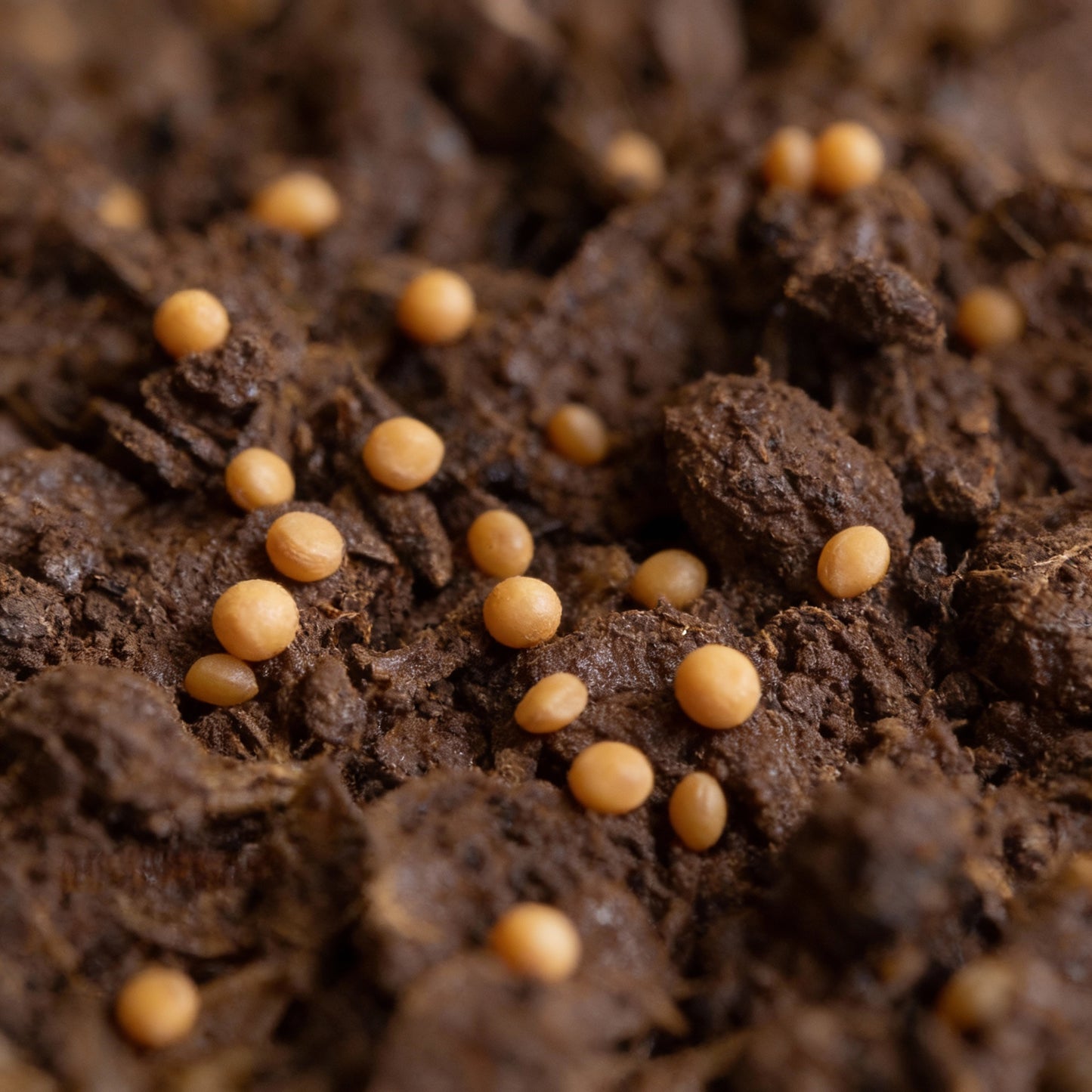 Corn Salad Verte De Cambrai Seeds for Planting