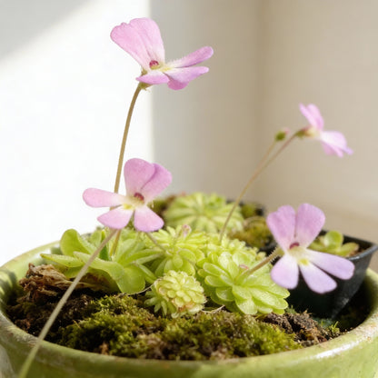 Mexican Butterwort Seeds for Planting (Pinguicula) – Carnivorous Ornamental Flower Plant