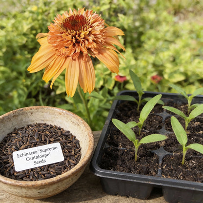 Echinacea Supreme Cantaloupe Flower Seeds for Planting – Orange Coneflower Perennial