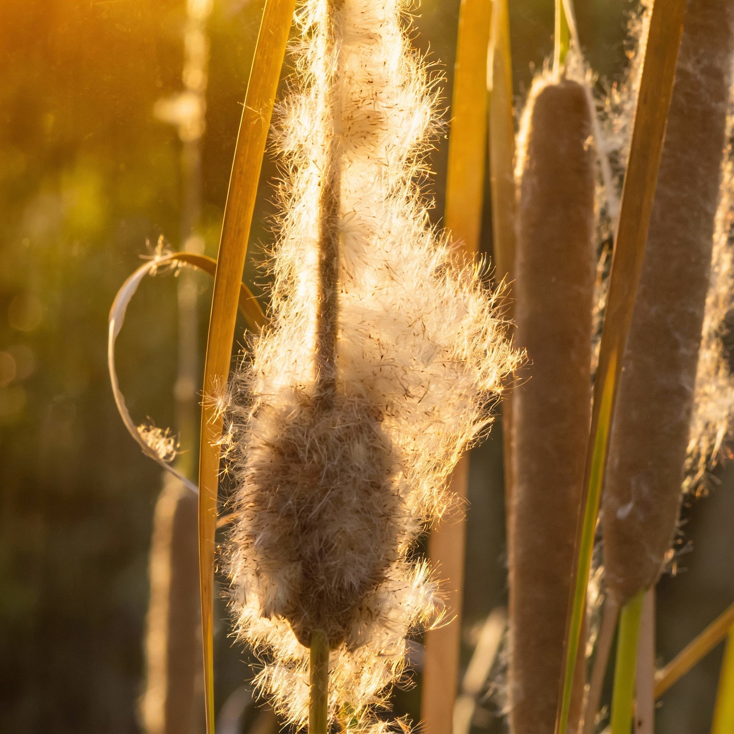 Cattail Seeds for Planting – Typha latifolia Broadleaf Perennial Wetland Plant (2000 Seeds)