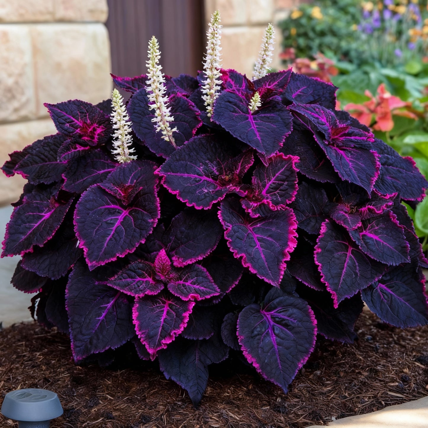 Coleus Black Dragon Seeds — Deep-Purple / Black Foliage for Dramatic Garden Contrast