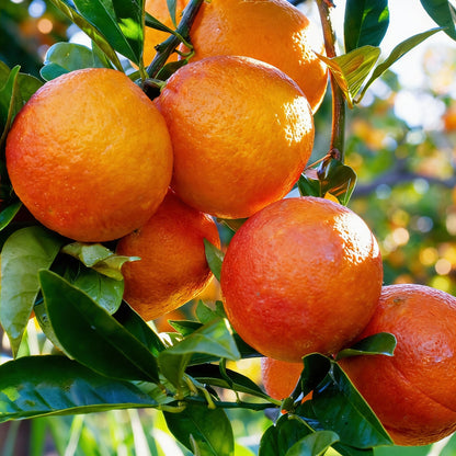 Blood Orange Tree Seeds for Planting – Juicy Vitamin-C Rich Citrus Fruit Seeds