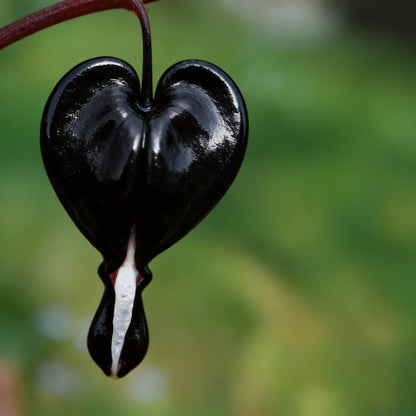 Black Bleeding Heart Flower Seeds for Planting – Perennial Shade Blooms
