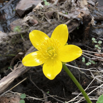Swamp Marigold Seeds for Planting